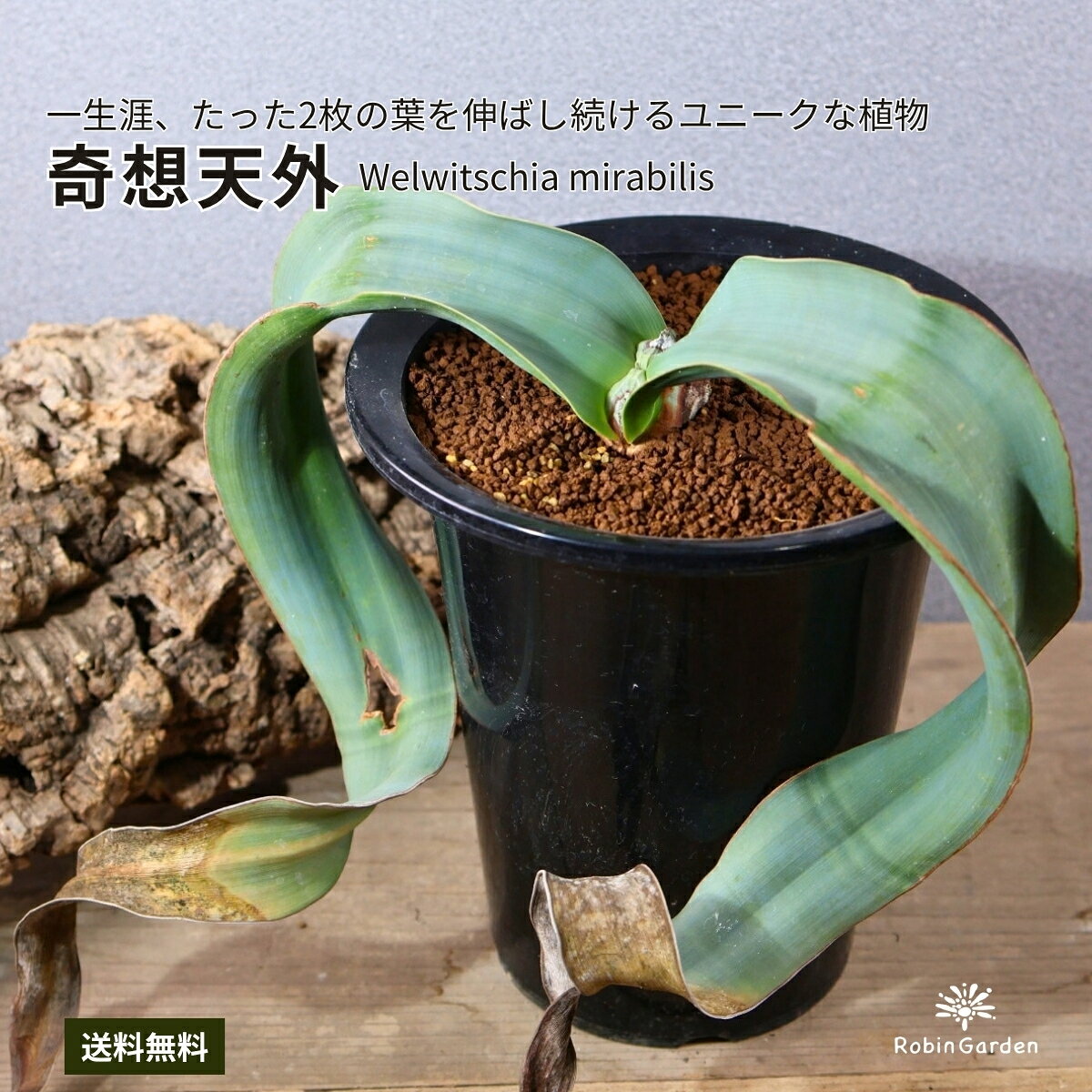 楽天市場】植物 奇想天外の通販