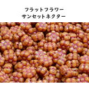 フラットフラワー サンセットネクター チェコビーズ 8mm 5個 花 ガラス ビーズ