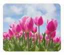 ピンクのチューリップのマウスパッド 2:フォトパッド( 世界の花シリーズ )