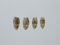 ジャッカル　シザーコーム2.5インチ　#ステルスカスミシラウオ【メール便可】