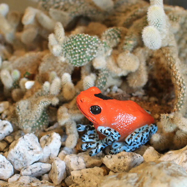 レプタイルズマグ ストロベリー ポイズンダートフロッグ REPTILES MAG STRAWBERRY POISON DART FROG 2364 2