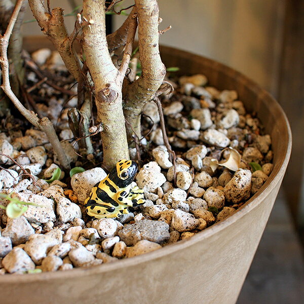 レプタイルズマグ イエロー ポイズンダートフロッグ REPTILES MAG YELLOW-BANDED POISON DART FROG 2365 2