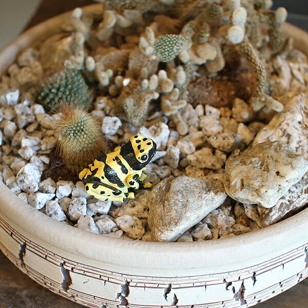 レプタイルズマグ イエロー ポイズンダートフロッグ REPTILES MAG YELLOW-BANDED POISON DART FROG 2365 3