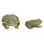 ץ륺ޥ REPTILES MAG ޥ᥿ԥ BUDGETT'S FROG 3403