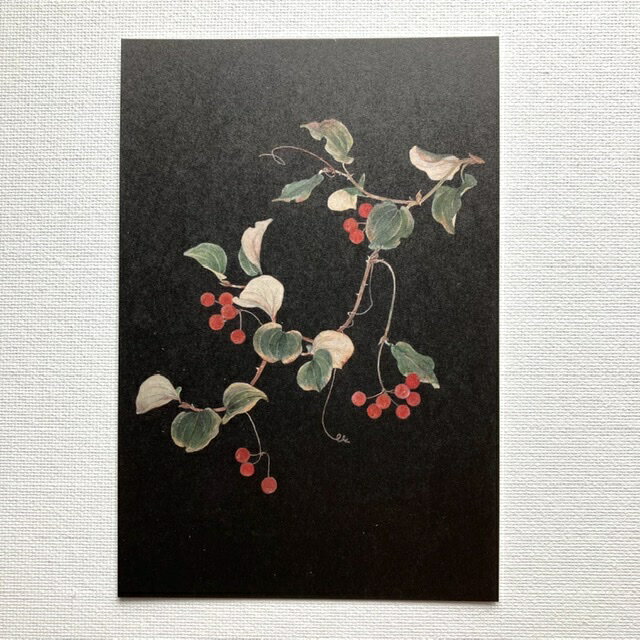 タッチアンドフロー×sasaki megumi ささきめぐみ ポストカード サルトリイバラ