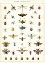 アメリカ CAVALLINI カヴァリーニ ラッピングペーパー ポスター 昆虫 insects