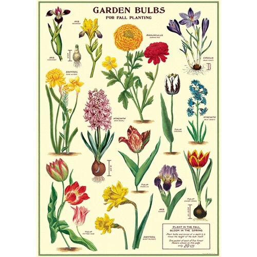 アメリカ CAVALLINI カヴァリーニ ラッピングペーパー ポスター GARDEN BULBS