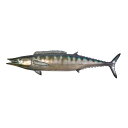ワフー《魚》(鰆さわらの一種)壁掛け魚ハンティングトロフィー彫刻ホームレストラン贈り物輸入品