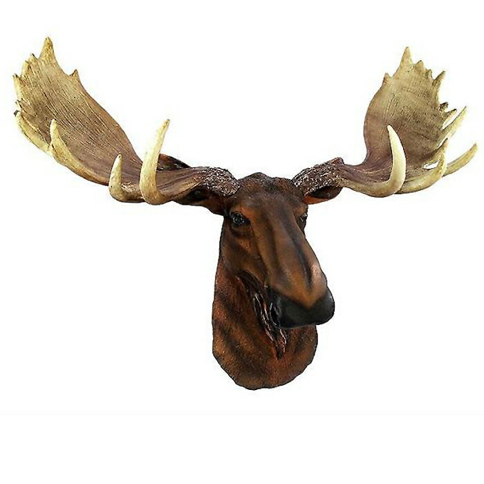 ΦΥإ饸 (ࡼ) Ƭ ɳݤĦ Ħ / North American Moose Head Bust Wall Hang...