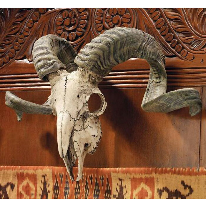 コルシカラム（コルシカ島）雄羊の 頭蓋骨と角 チベットヤギ（山羊） スカルホーン 壁掛け 彫像模型 ロングホーン パブ カフェ 応接 リビング インテリア装飾 ジンギスカン(輸入品)