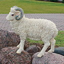 fUCEgXJm p h[Zbgr qcW  / Horned Dorset Sheep Statue(Ai