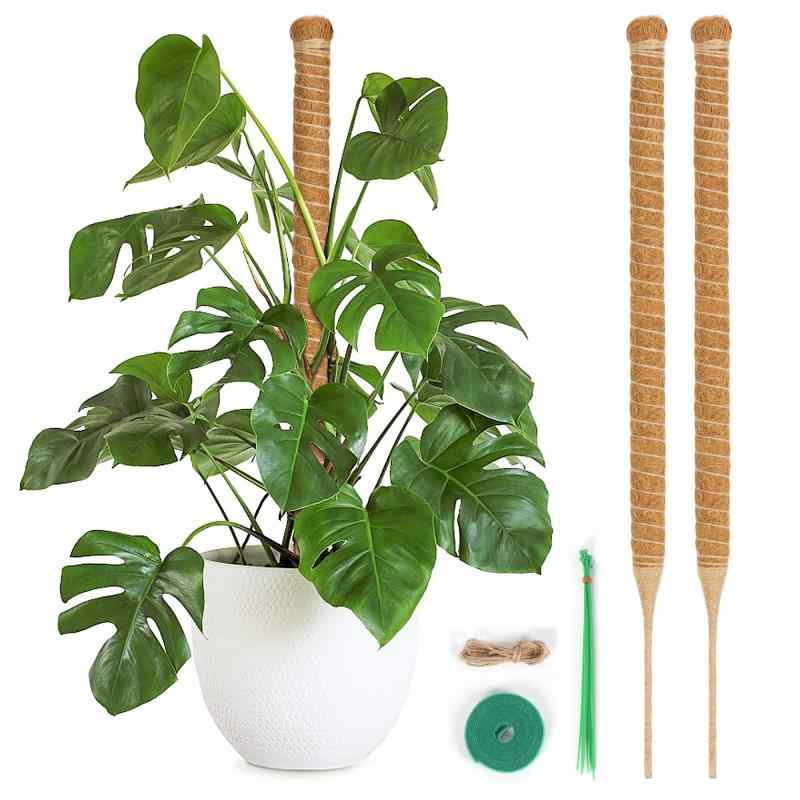 Rakuten - T4U 園芸支柱 64CM モンステラ ココナッツ支柱 観葉植物 つる植物 ガーデニング支柱 維持水分 養分維持 農業用 園芸用 2本セット