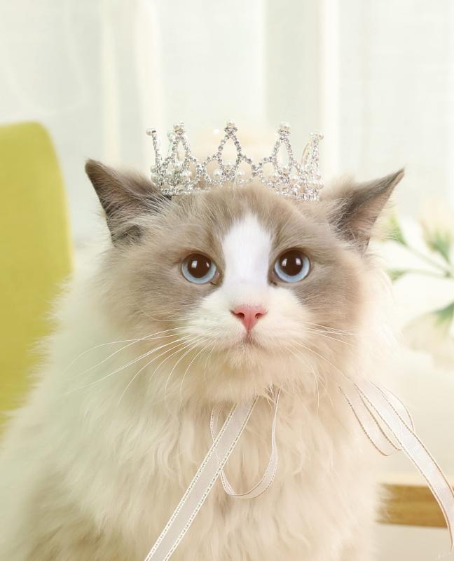Lovelyshop ペットシリーズ ゴールドメッキ シルバーメッキ ロイヤル ラインストーン パール 円形 猫犬用ティアラ ペットのファッション ヘアアクセサリーとして使用可能-シルバーS