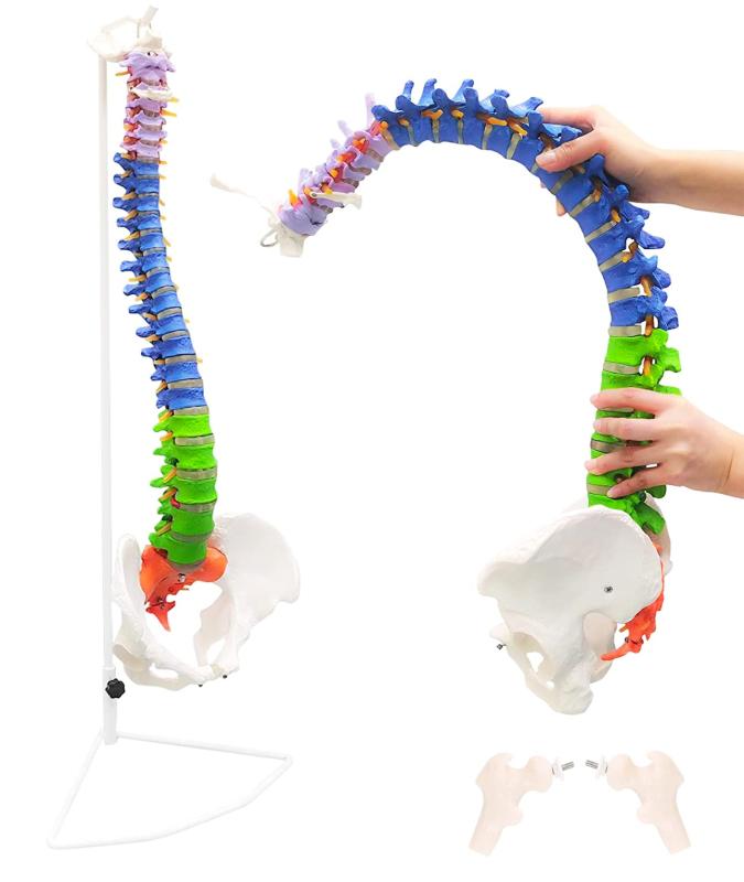 【理学療法士監修】脊椎 模型 90cm �