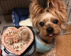 ◆ほねほねフィッシュのハートケーキ【まぐろ】◆猫用ケーキ,犬用ケーキ,ペット用ケーキ