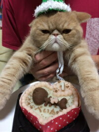 ◆ほねほねフィッシュのハートケーキ【まぐろ】◆猫用ケーキ,犬用ケーキ,ペット用ケーキ