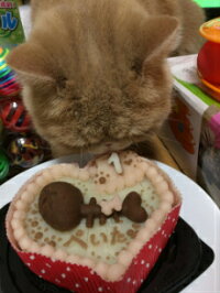 ◆ほねほねフィッシュのハートケーキ【まぐろ】◆猫用ケーキ,犬用ケーキ,ペット用ケーキ