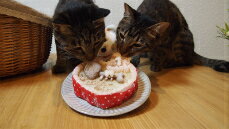 ◆ほねほねフィッシュのハートケーキ【まぐろ】◆猫用ケーキ,犬用ケーキ,ペット用ケーキ