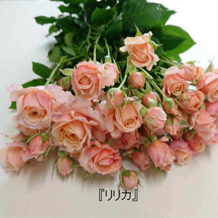 【品種指名販売】スプレー品種のバラ「リリカ」 産地直送 ピンクのバラ インテリア 結婚記念日 10本単位 品種指名 珍しい ピンク かわいい