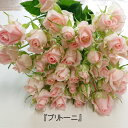 【品種指名販売】　スプレー品種のバラ「ブリトーニ」　産地直送　　ピンクのバラ　インテリア　結婚記念日　　10本単位　品種指名　父の日　母の日　ブライダル