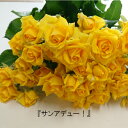【品種指名販売】 スプレー品種のバラ「サンアデュー!」 産地直送 黄色いバラ インテリア 結婚記念日 10本単位 品種指名 父の日 ビタミンカラー スプレー...