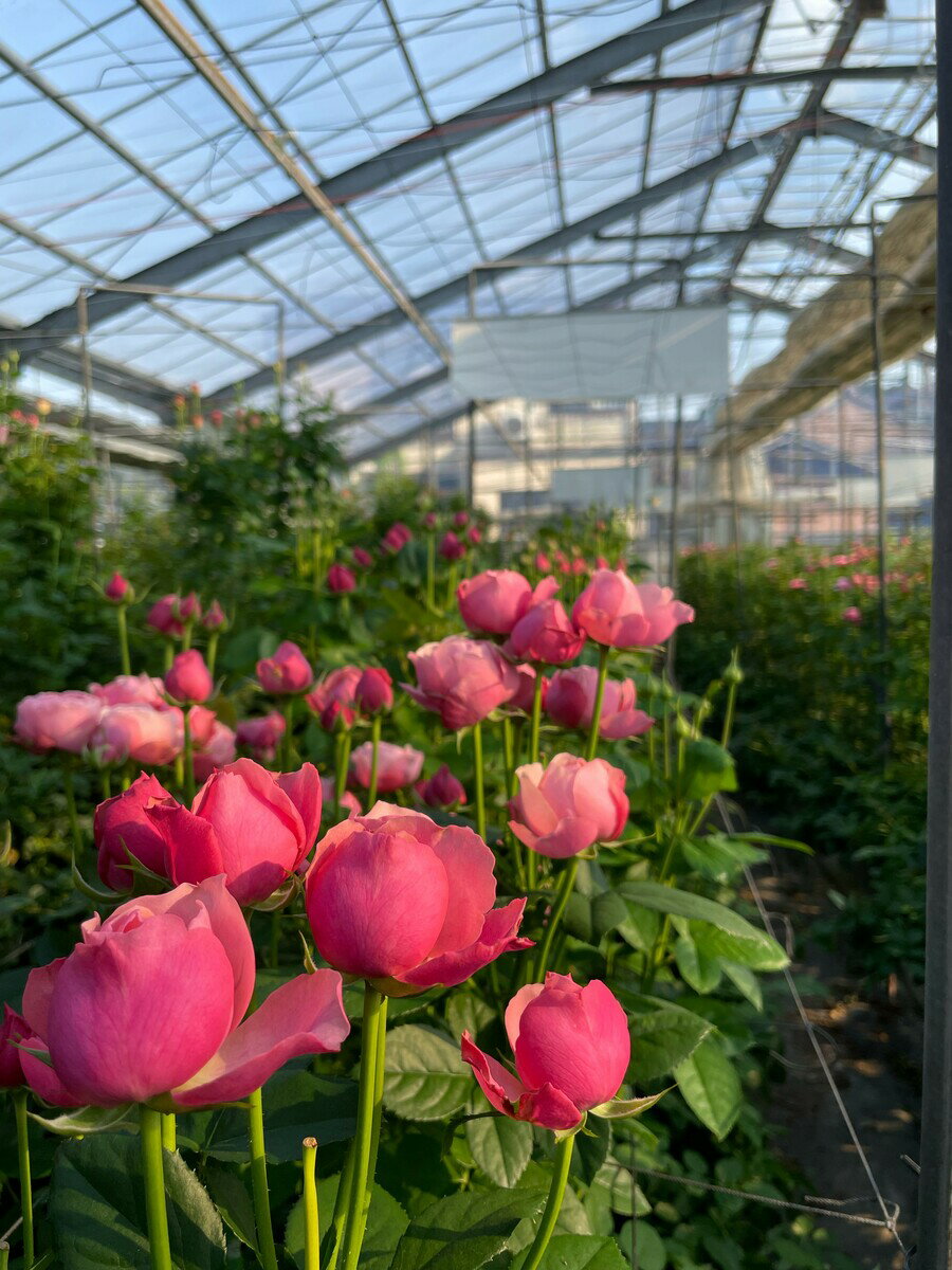 【品種指名販売】　　スプレー品種のバラ「シルバピンク」新品種　　　　産地直送　かなり珍しい　ピンクのバラ　インテリア　結婚記念日　プロポーズ　5本単位　品種指名　ボリュームたっぷり　見つけたら買い