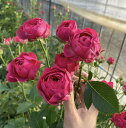 【品種指名販売】　　スプレー品種のバラ「モモエ！」新品種　　　　産地直送　かなり珍しい　紅ピンクのバラ　インテリア　結婚記念日　プロポーズ　5本単位　品種指名　ボリュームたっぷり　見つけたら買い