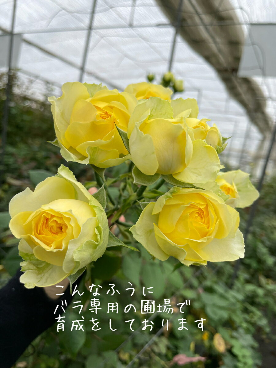 バラの花　詰め合わせ　産地直送　特価品　記念日　25本　3300円　　写真撮影　期...