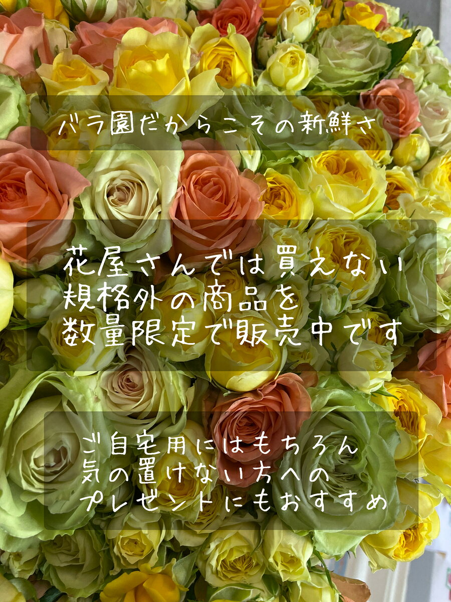 バラの花　詰め合わせ　産地直送　特価品　記念日　25本　3300円　　写真撮影　期...