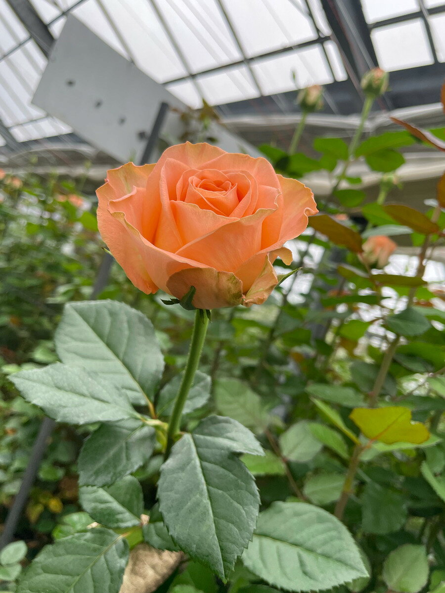 バラの花束　送料無料　お見舞い　お祝い　花束　バラ　産地直送　バラの花　黄色のバラ　花言葉　友情　平和　愛の告白　傘寿　米寿　　ビタミンカラー　オレンジ　黄色　贈り物　快気祝い　ボリューム満点　人気商品 rosarium-tnk-10000007 ROSARIUM 田中バラ園楽天市場店 サンプル画像3