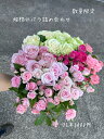 楽天ROSARIUM 田中バラ園楽天市場店バラの花 詰め合わせ ピンクいろいろ 切り花 薔薇 生花 バラ 花束 誕生日 バラの花束 特価 産地直送 25本3000円 自宅用 花 記念日 プレゼント 自分へのご褒美 インテリア 写真撮影 規格外 ピンクの花 お買い得 ドライフラワー 動画撮影