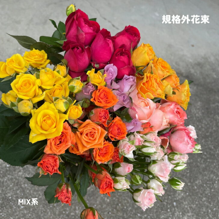 バラの花詰め合わせ ミックスカラー 産地直送 規格外 自宅用バラの花束 新鮮 25本3300円 期間限定 訳あり お買い得 ミックスカラー系 カラフル 元気 癒し 自分へのご褒美 切り花 薔薇 生花 バラ 花束 誕生日