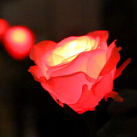 GRACEROSE（グレイスローズ）：レッド水に反応してふわりと光るバラの花
