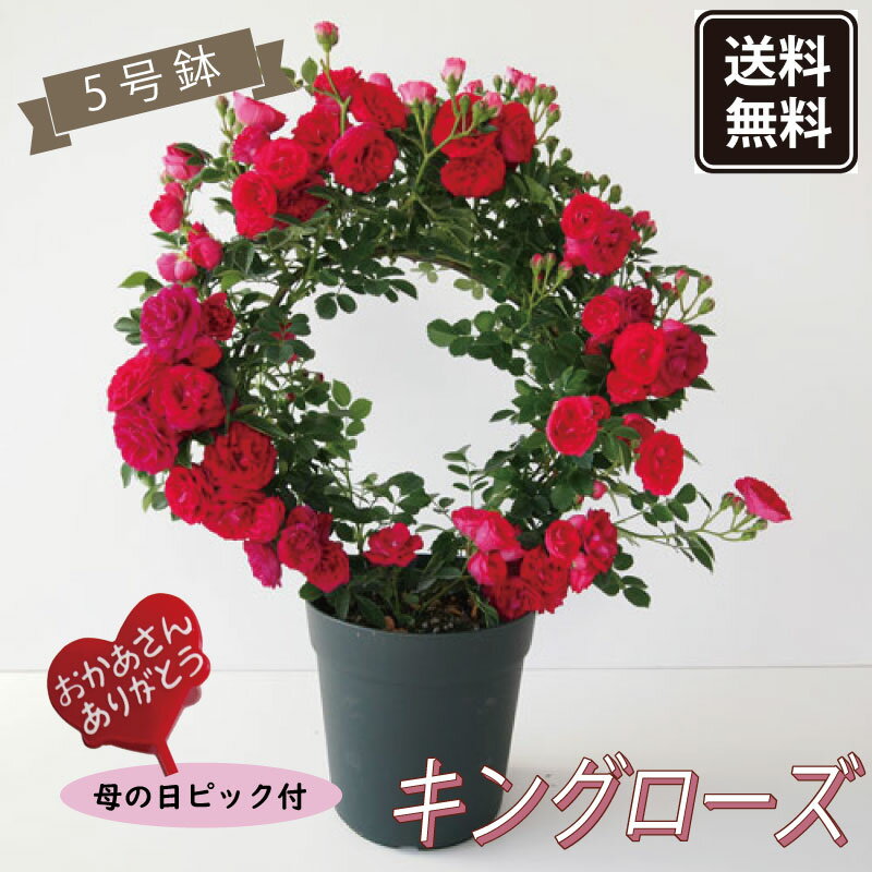 送料無料【予約商品】《母の日ギフト》◆幸せを呼ぶリング仕立て◆ミニバラ キングローズ【母の日ピック付き】【代引 同梱不可】《メーカー直送》【ギフト プレゼント 鉢植え バラ 薔薇 生花 レッド 赤】