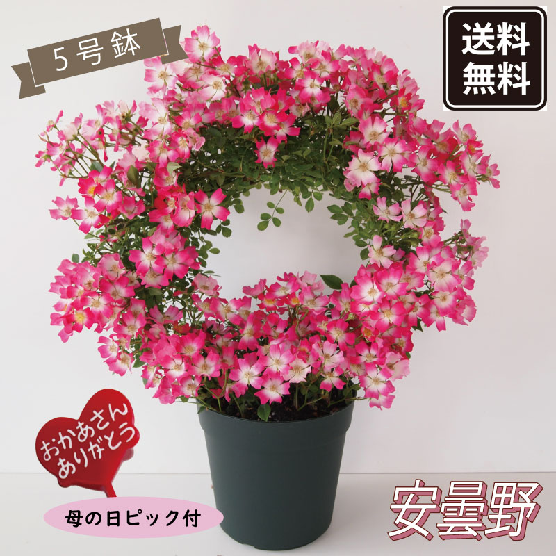 花苗材料（花） - 送料無料【予約商品】《母の日ギフト》◆幸せを呼ぶリング仕立て◆ミニバラ　安曇野【母の日ピック付き】【代引・同梱不可】《メーカー直送》【ギフト・プレゼント・鉢植え・バラ・薔薇・生花・レッド・赤】