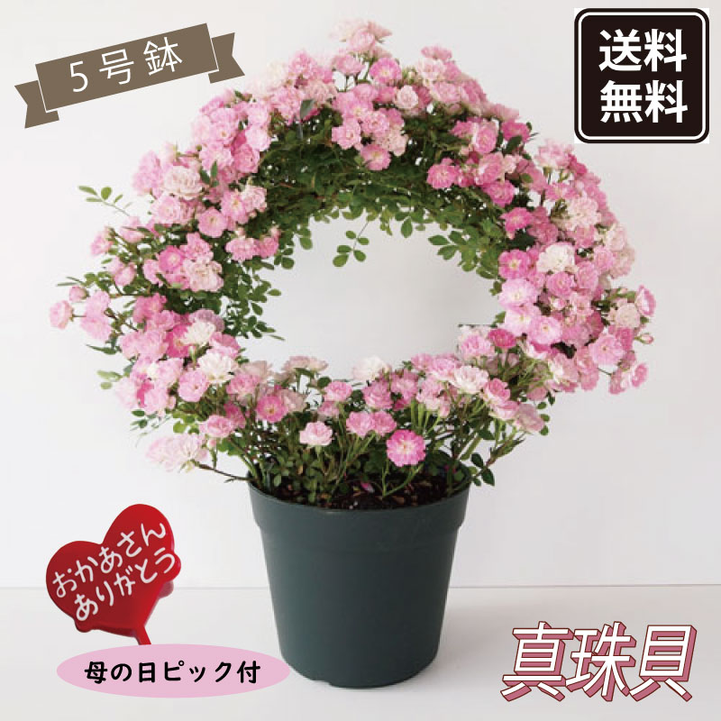 送料無料【予約商品】《母の日ギフト》◆幸せを呼ぶリング仕立て◆ミニバラ 真珠貝【母の日ピック付き】【代引 同梱不可】《メーカー直送》【ギフト プレゼント 鉢植え バラ 薔薇 生花 ピンク 桃】