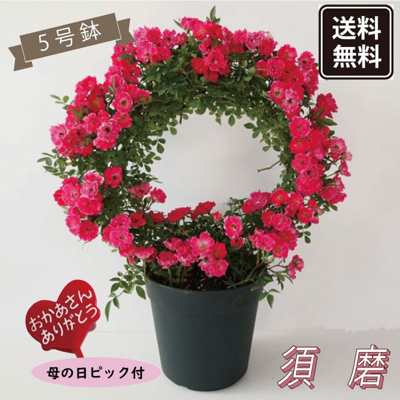 送料無料【予約商品】《母の日ギフト》◆幸せを呼ぶリング仕立て◆ミニバラ 須磨【母の日ピック付き】【代引 同梱不可】《メーカー直送》【ギフト プレゼント 鉢植え バラ 薔薇 生花 レッド 赤】