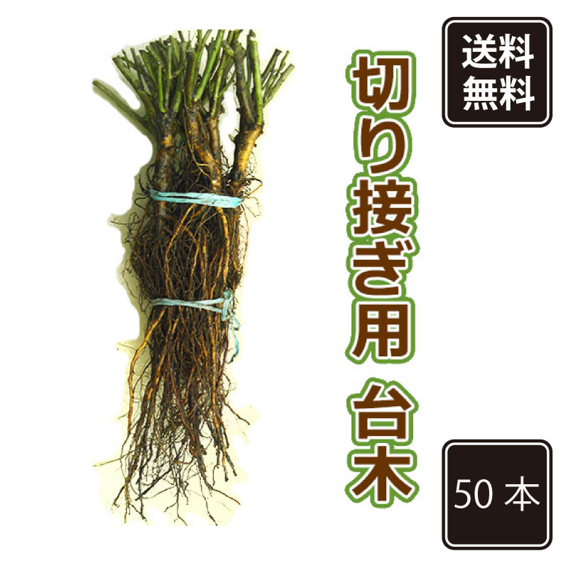 ★送料無料★　バラ切り接ぎ台木　50本セット　【商品発送は、ご注文順に、12月中旬～下旬以降順次】　北海道・沖縄・離島は送料1,100円（税込）