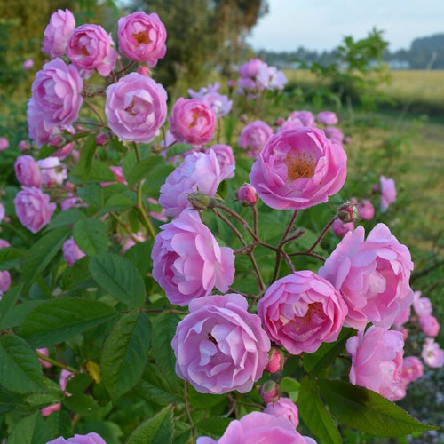 Rose - バラ苗　新苗　ミーケヴァンロンメル　レンズローズ　つる　4号鉢　