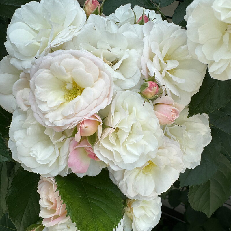 ◆◆◆商品詳細◆◆◆ 2年大株苗　 ブーケパルフェ　4号鉢 【作出年】　1989 【学　名】　Bouquet Parfait 【樹　高】　1.8〜2.3m 【花弁数】　約30 【花　径】　4〜5cm 【開き方】　ロゼット咲き 【形　状】　半つる性 【花　期】　四季咲き 【香　り】　ほとんど無い 【棘の程度】　少ない 【受賞歴】　サヴェルヌ、ジュネーブ、ハーグ受賞 【特　性】 　蕾は淡いピンクで房咲き性が強く 　咲くにつれ白を帯びる。 　葉は半光沢で太いシュートが発生するが 　誘引しやすく初心者にも向く。 　完璧な花束という意味。