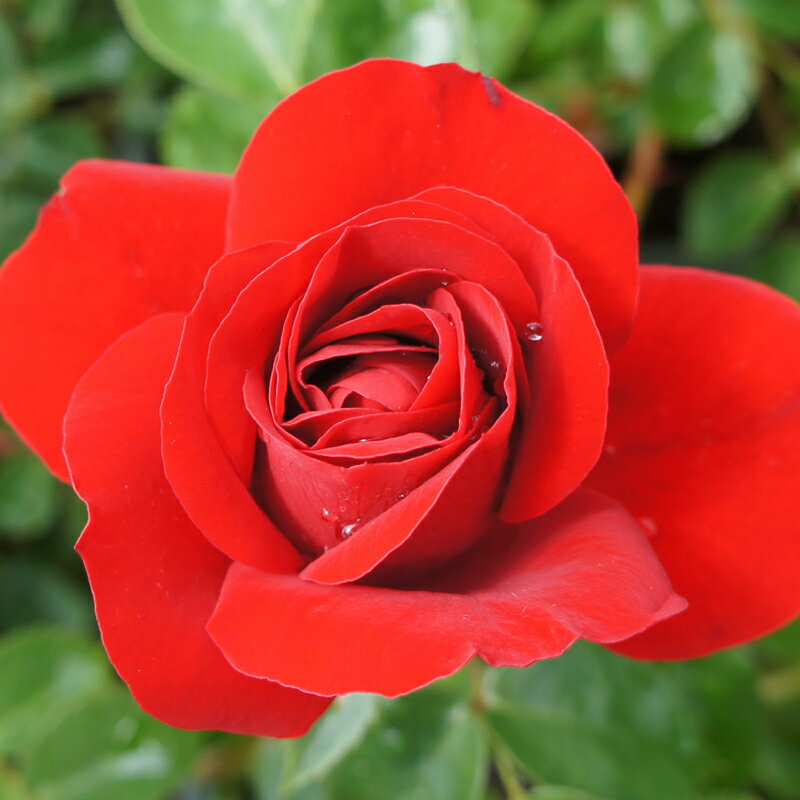 バラ苗　2年大株苗　アマディウス　つる　4号鉢　