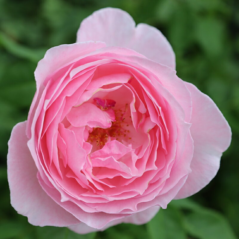 バラ苗　2年大株苗　キスミーケイト　つる　4号鉢　