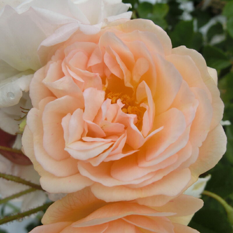 バラ苗　2年大株苗　ギスレーヌドゥフェリゴンド　つる　4号鉢　