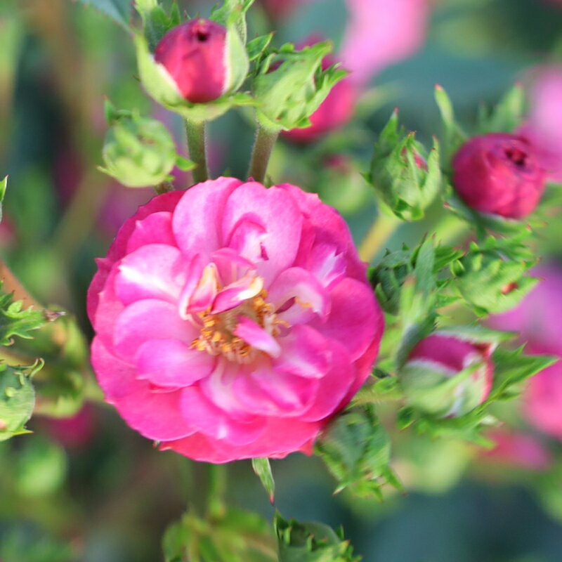 バラ苗　2年大株苗　ジェットフレーム　レンズローズ　つる　4号鉢　