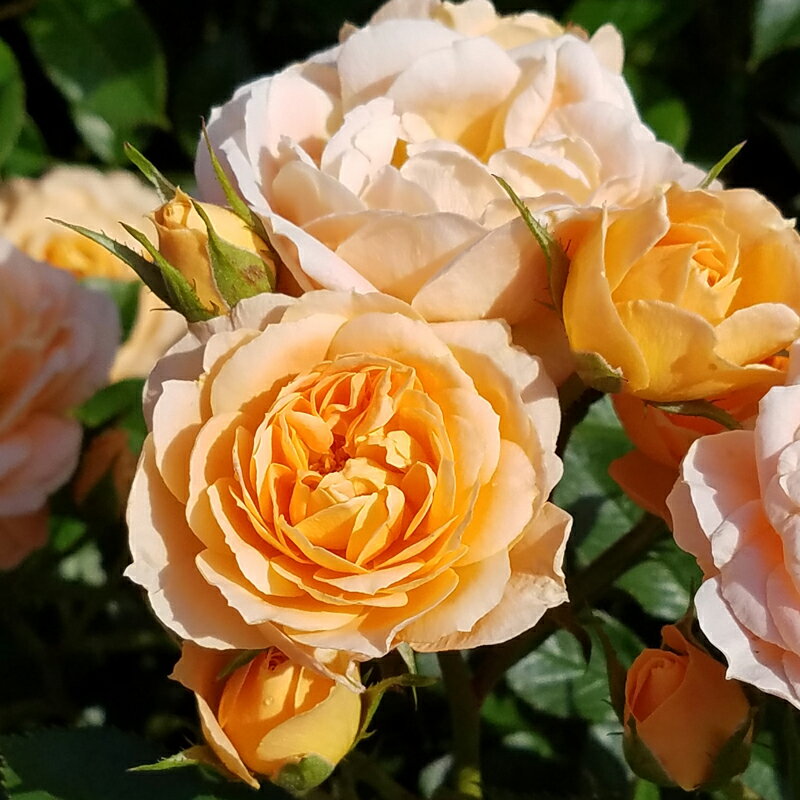 バラ苗　2年大株苗　スイートドリーム　つる　4号鉢　