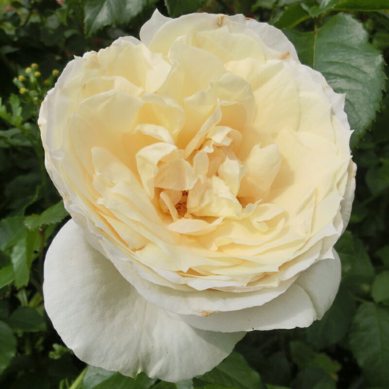 バラ苗　2年大株苗　チャイコフスキー　ノスタルジック　つる　4号鉢　