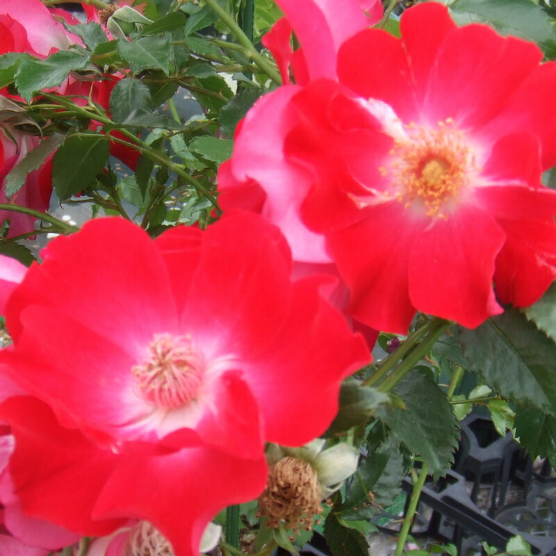 バラ苗　2年大株苗　ドルトムント　つる　4号鉢　