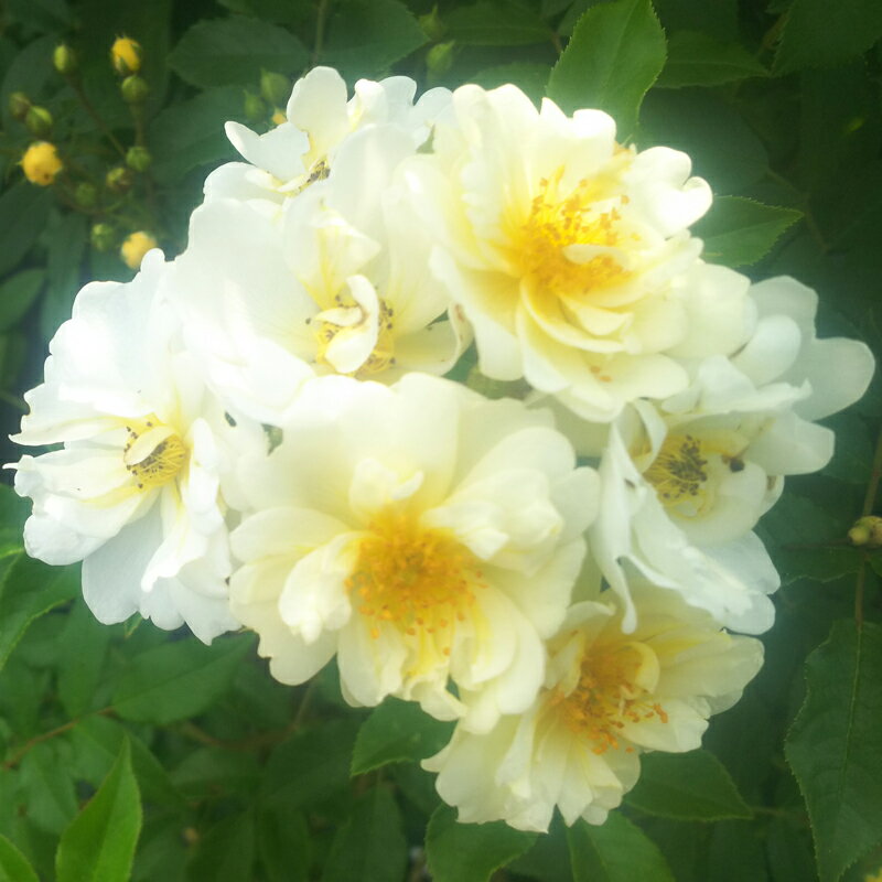 バラ苗　2年大株苗　ヘレナ　つる　4号鉢　