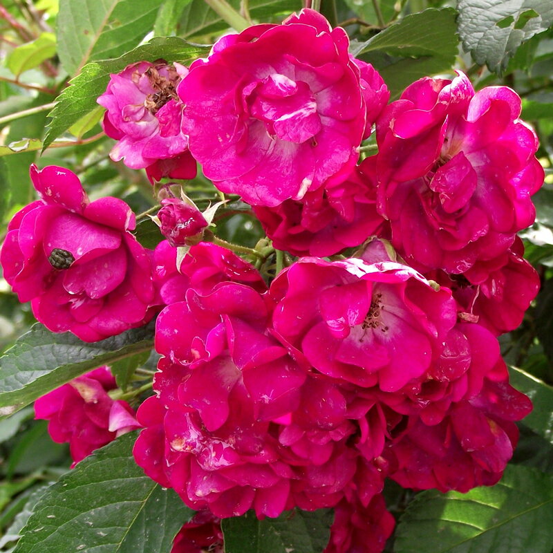 バラ苗　2年大株苗　ワイルドローデ　レンズローズ　つる　4号鉢　