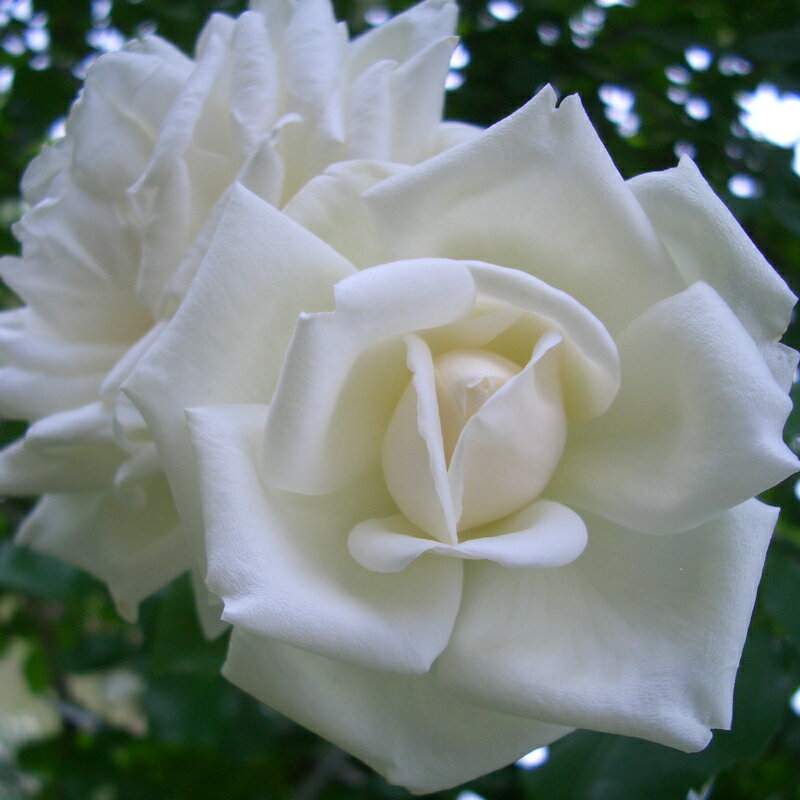 バラ苗　2年大株苗　新雪　つる　4号鉢　